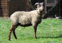 /album/fotogalerie-shetlandske-ovce/farma-lysa-n-l-foto-grocholova-0469-jpg1/